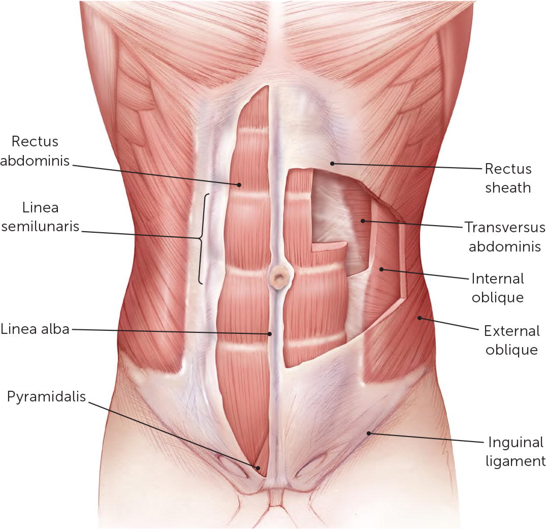 musculatura abdominal